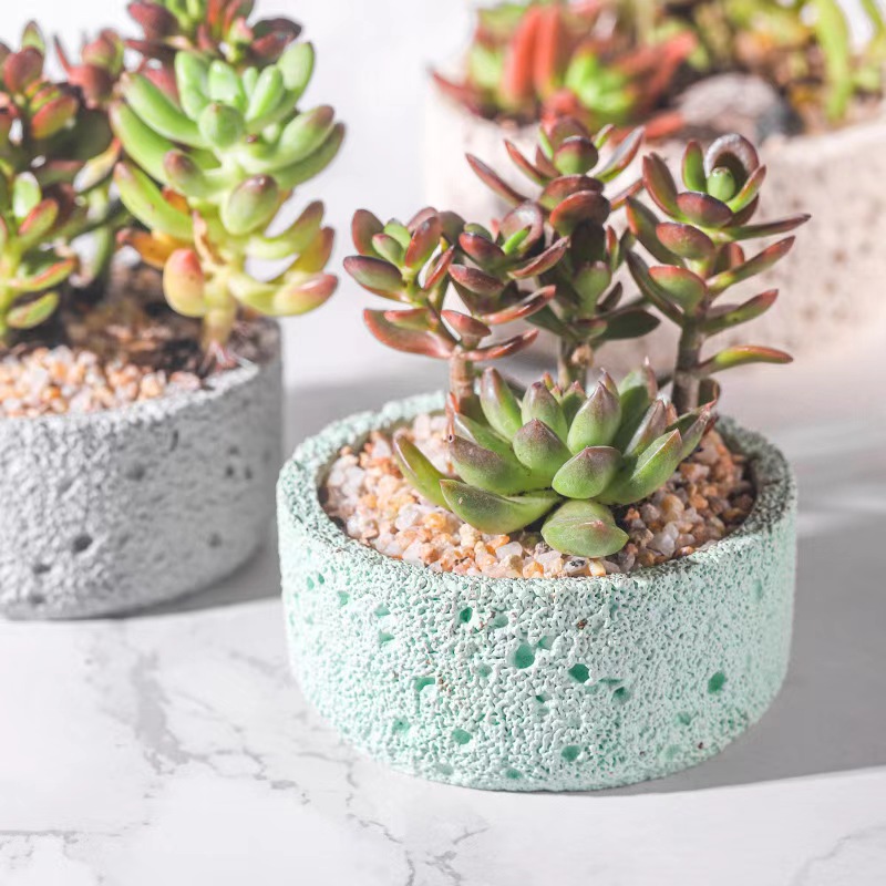 Скандинавский цементный цветоч – обзор и цена Echeveria Succulent