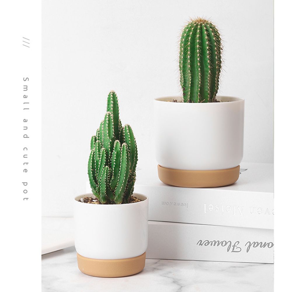 Круглый зеленый самополивающий – обзор и цена Aloe Vera Pot