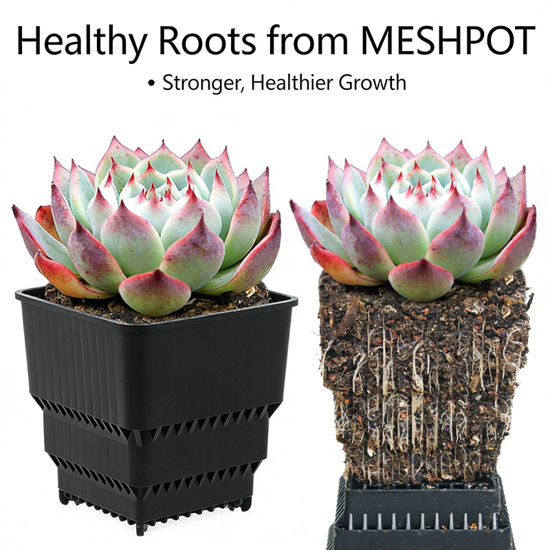 MESHPOT Набор из 6 квадратных  – обзор и цена Echeveria Succulent