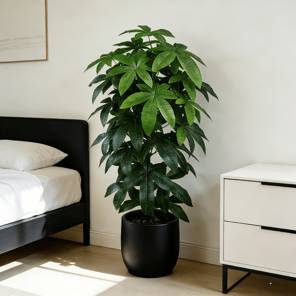 Искусственное денежное дерево  – обзор и цена Dracaena Marginata
